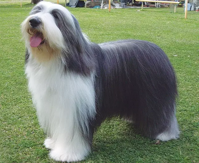 bearded collie grooming