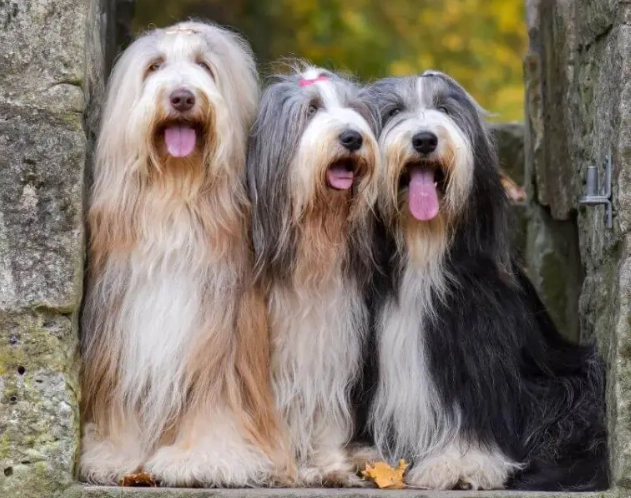 bearded collie grey color genetics