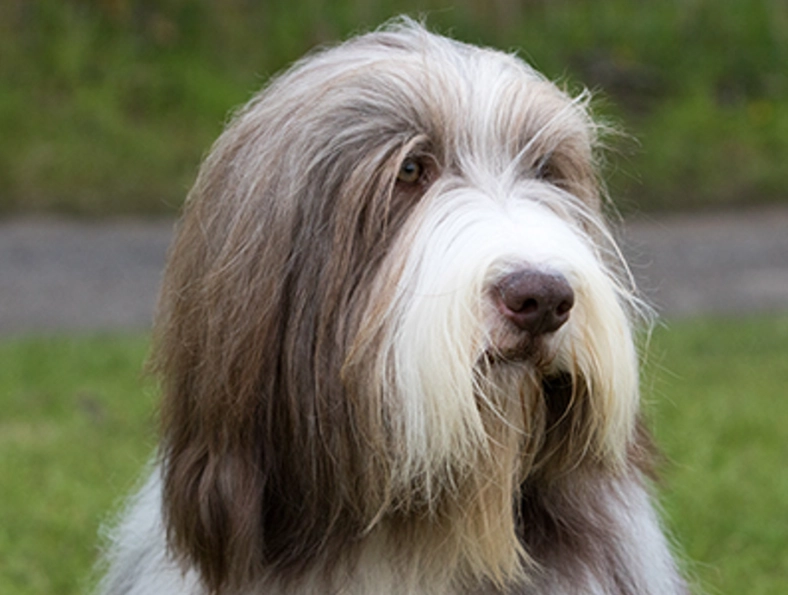 bearded collie short hair