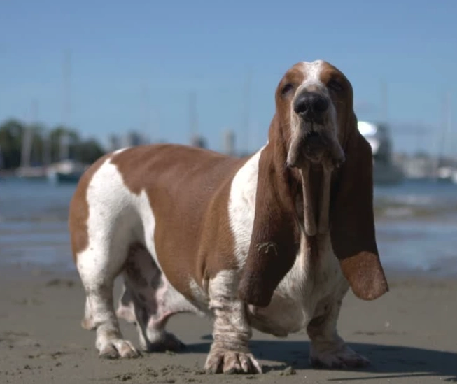 Does a Basset Hound bark a lot?