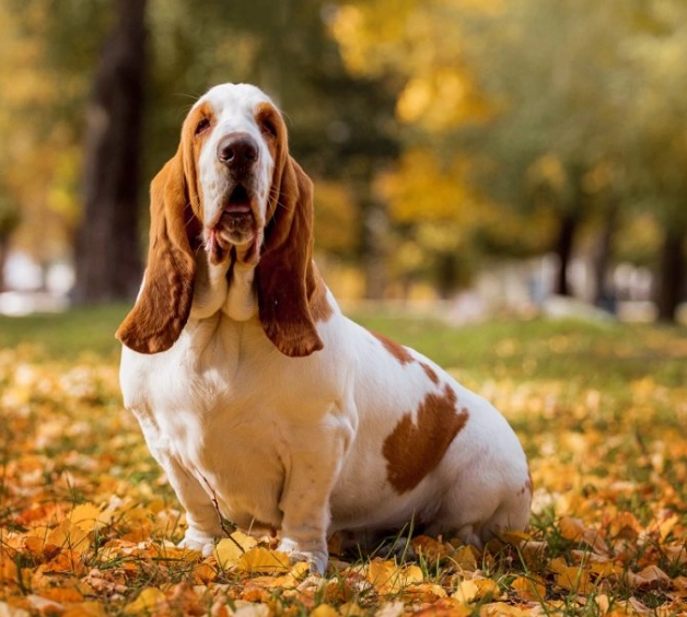 are Basset Hounds good family dogs are Basset Hounds good family dogs