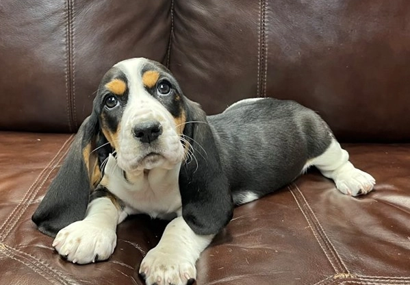 black basset hound