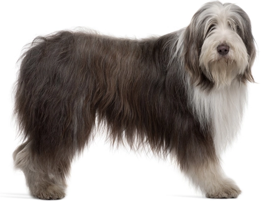 bearded collie grooming for shedding