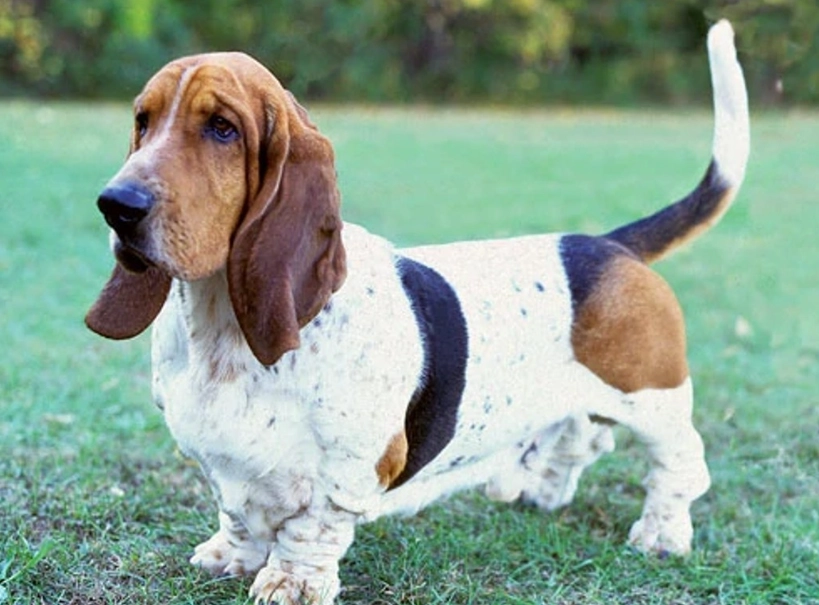 Basset Hound fluffy