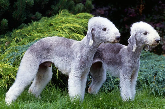 Bedlington Terrier personality Bedlington Terrier personality