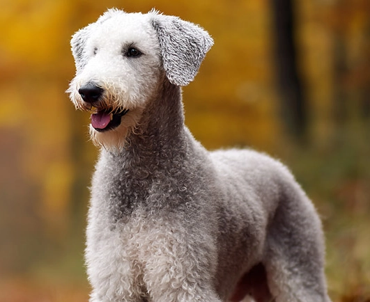 Bedlington Terrier personality Bedlington Terrier personality