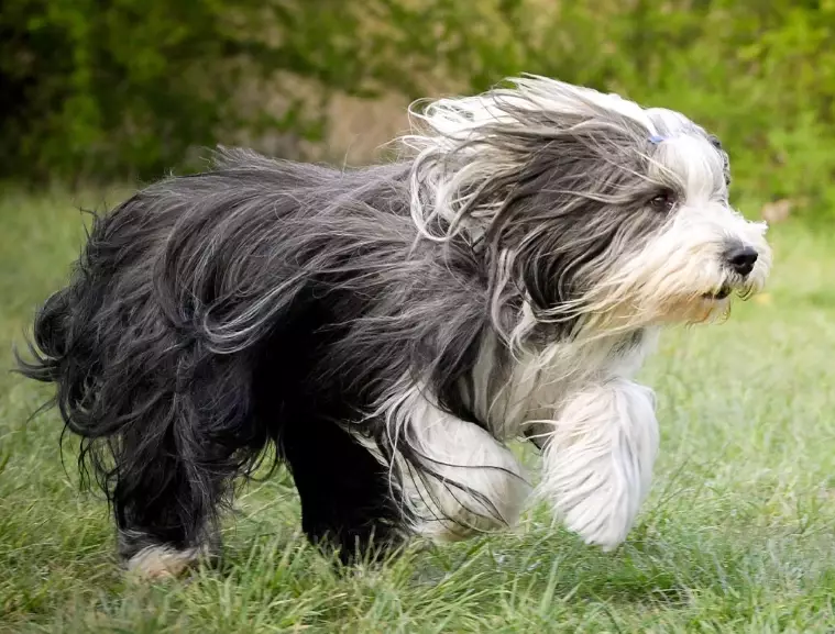 bearded collie grooming for shedding