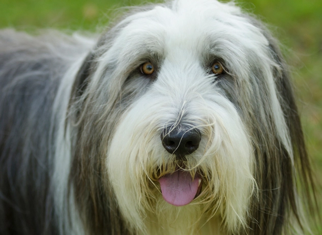 how much do bearded collies shed