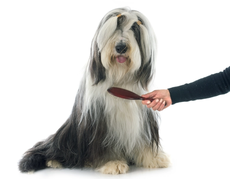 bearded collie shedding season