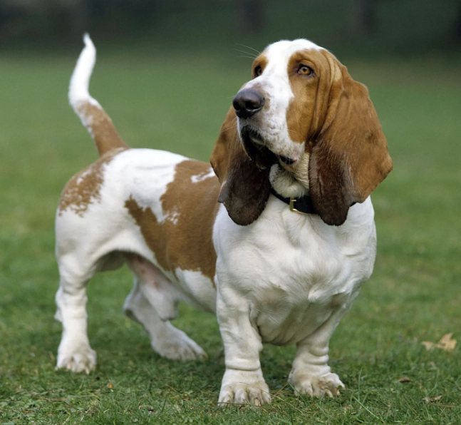 basset hound pet