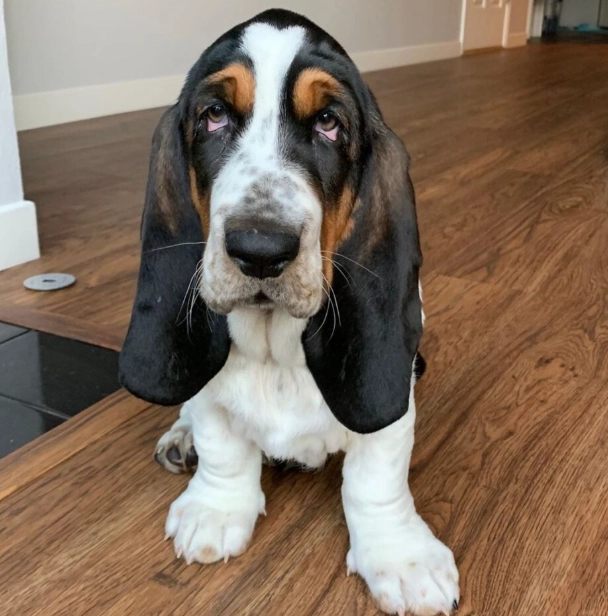 basset hound care