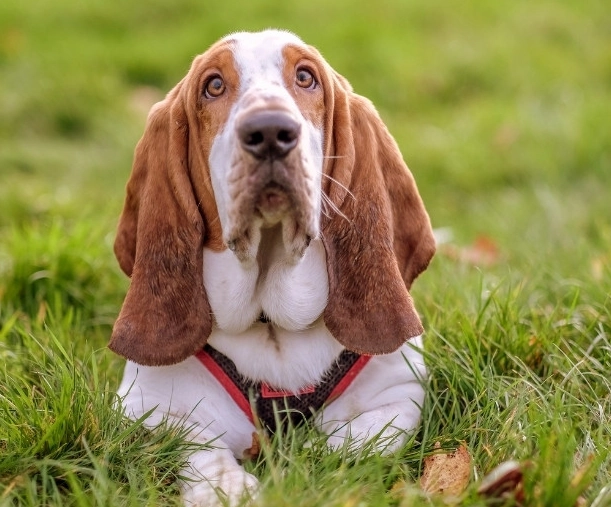 long-haired Basset Hound