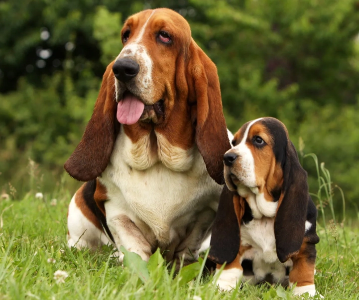 Basset Hound breeds