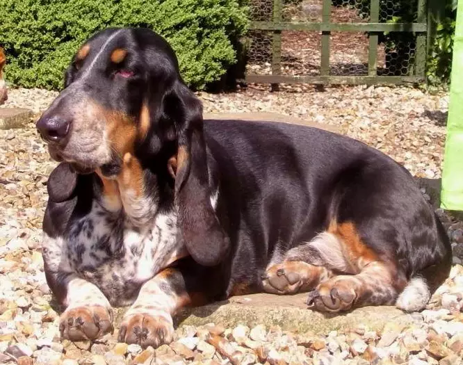 black basset hound
