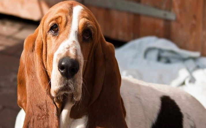 Basset Hound temperament