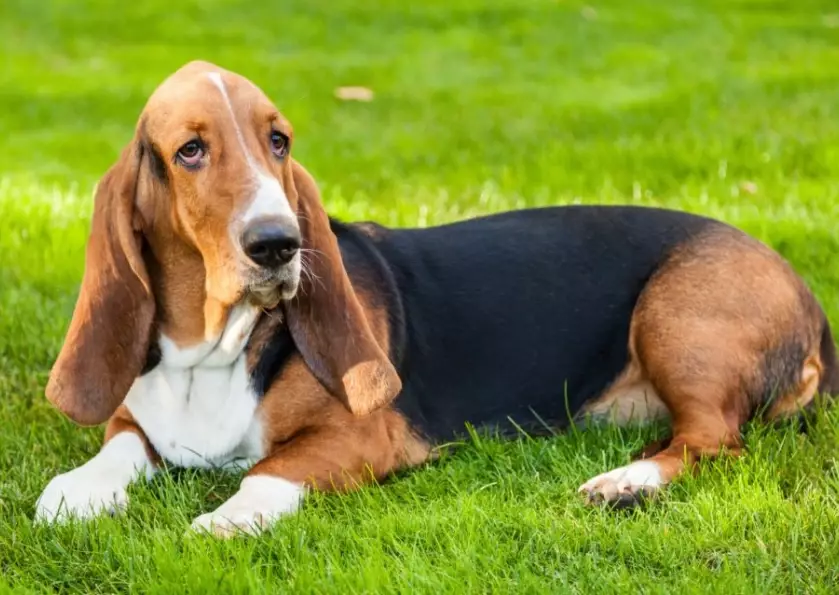 basset hound good pet