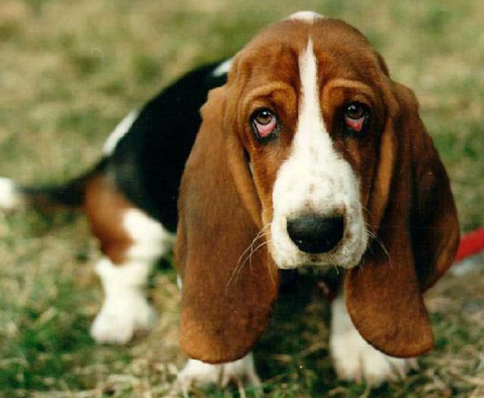 Basset Hound care guide Basset Hound care guide