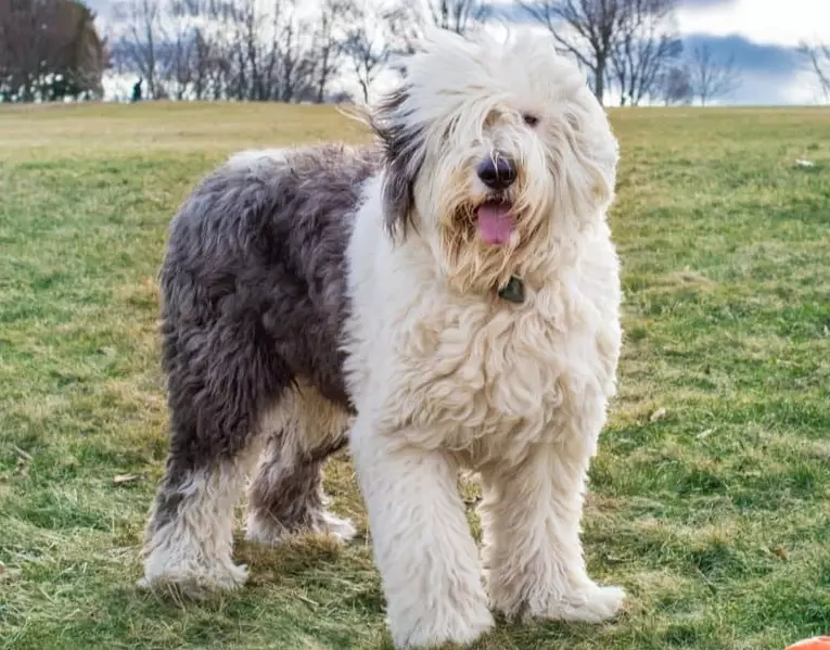 difference between bearded collie and bobtail
