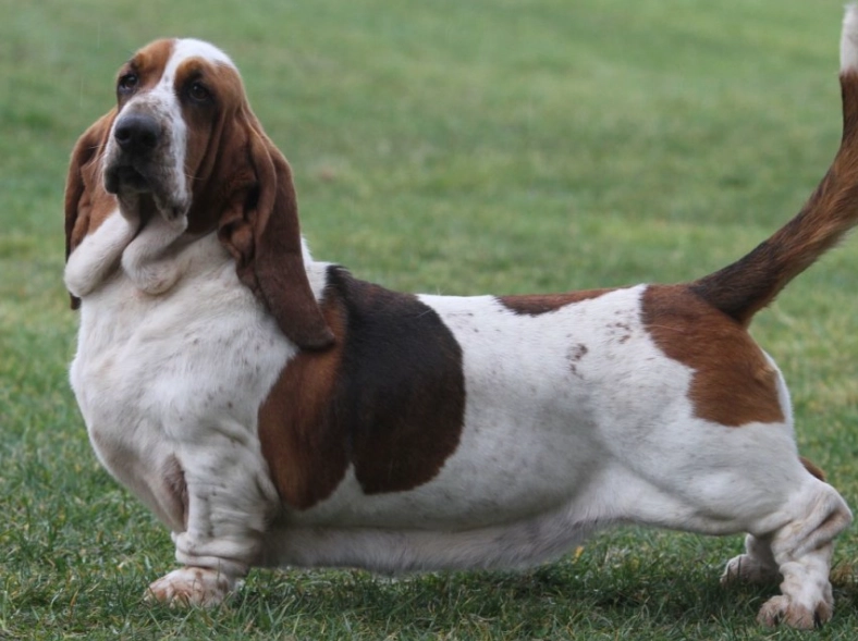 Basset Hound breed information Basset Hound breed information