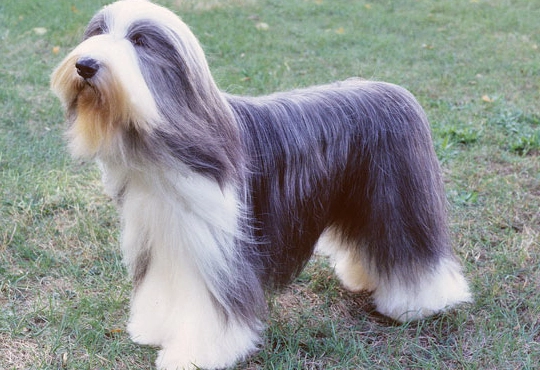 bearded collie shedding season