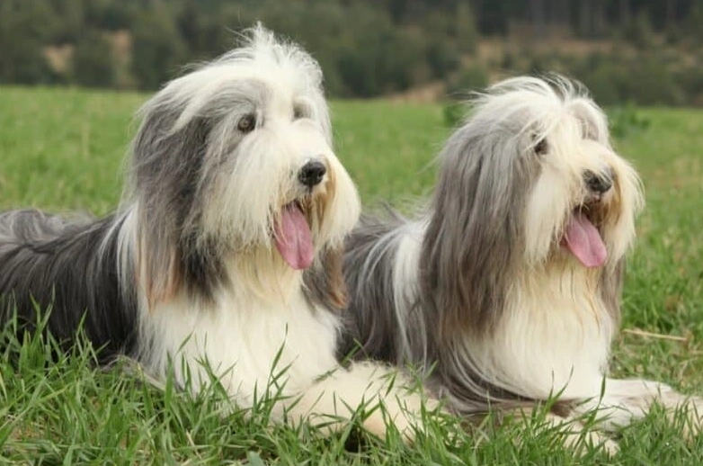 old english sheepdog vs bearded collie