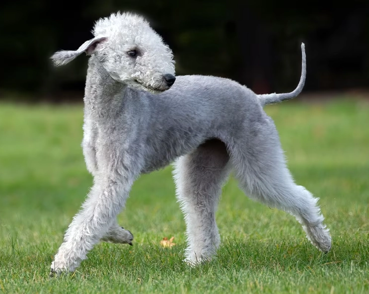 Bedlington Terrier behavior Bedlington Terrier behavior