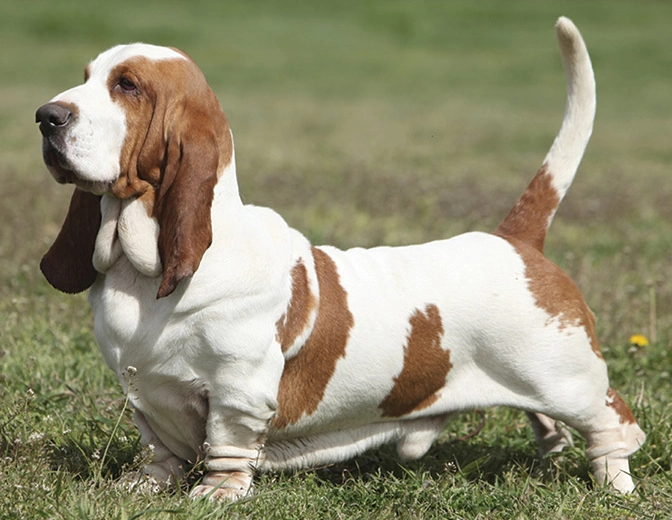 Basset Hound breed information Basset Hound breed information