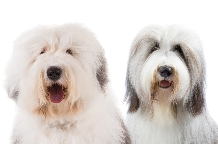 difference between bearded collie and bobtail