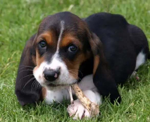 basset hound black and tan