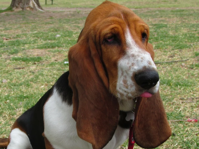 basset hound care