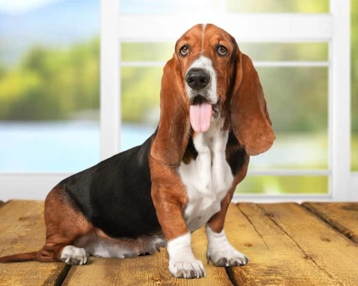 basset hound pet