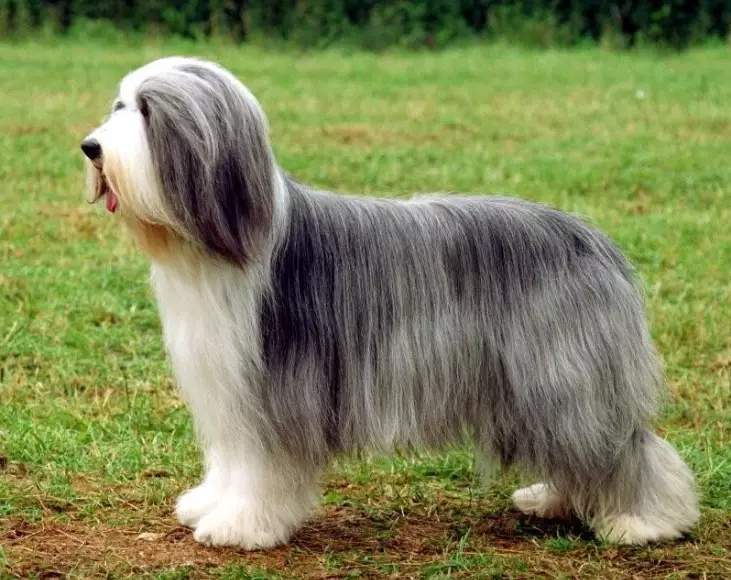 how much do bearded collies shed