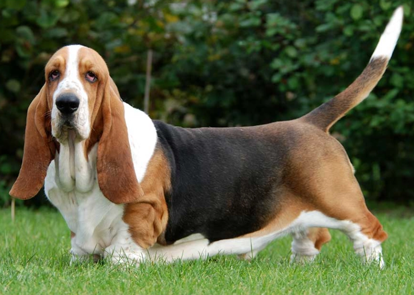 Basset Hound stubborn Basset Hound stubborn