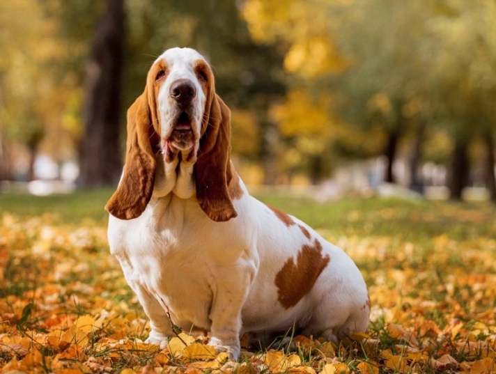 Is a Basset Hound a good pet?