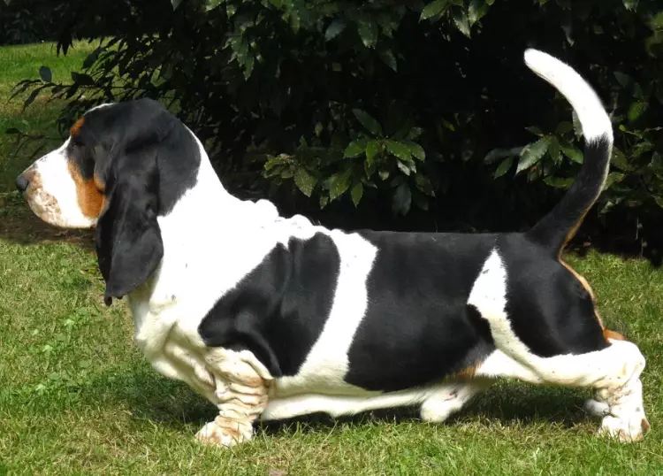 basset hound black and tan