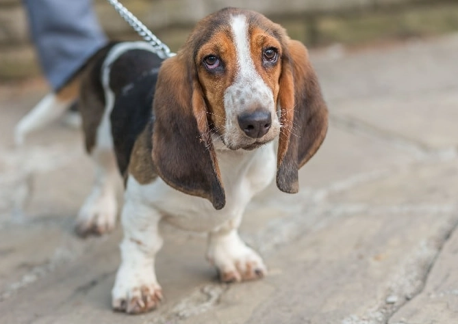 are Basset Hounds good family dogs are Basset Hounds good family dogs
