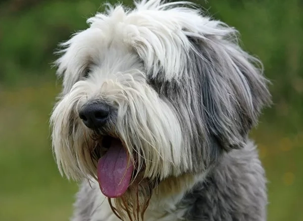 bearded collie shedding season
