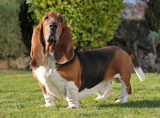 Basset Hound health issues Basset Hound health issues