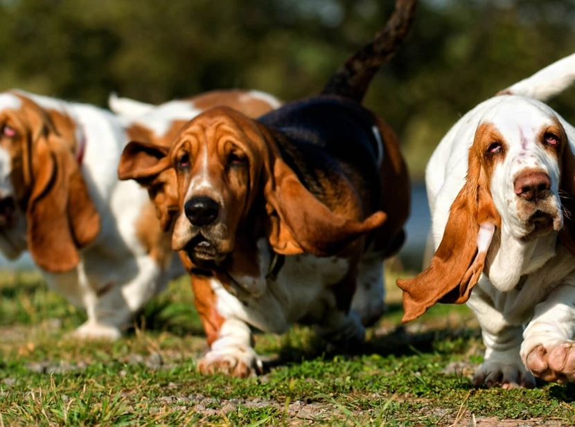 Basset Hound health issues Basset Hound health issues