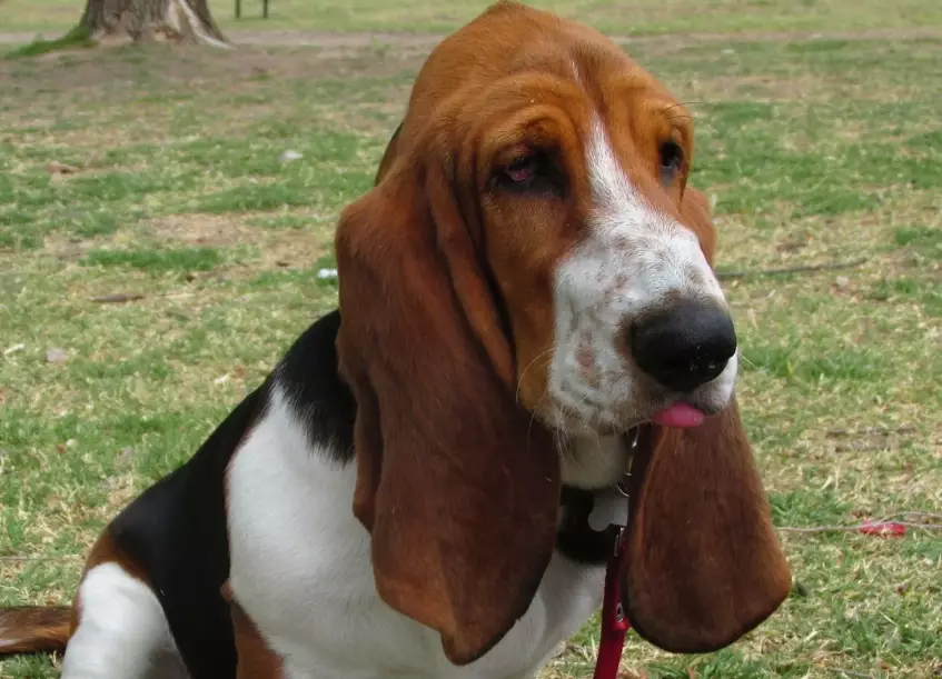 Basset Hound care guide Basset Hound care guide