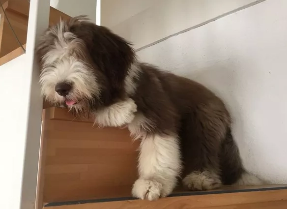 bearded collie vs old english sheepdog