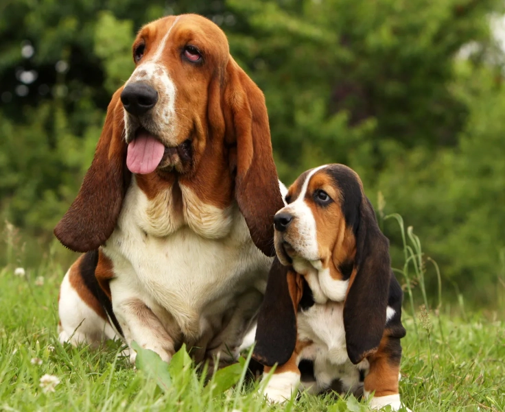 basset hound care