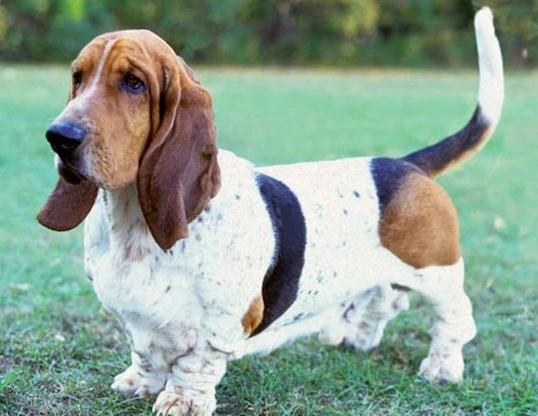 basset hound good pet
