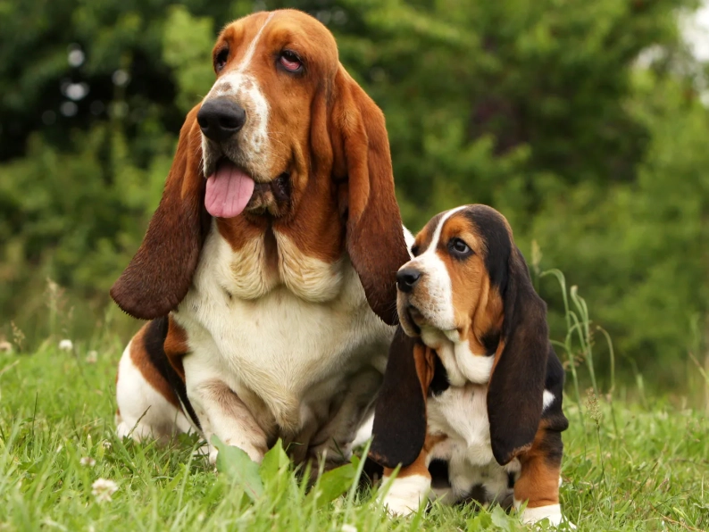 Basset Hound grooming tips