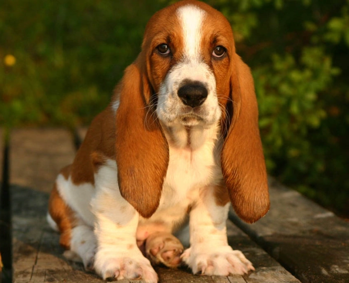 Basset Hound grooming tips