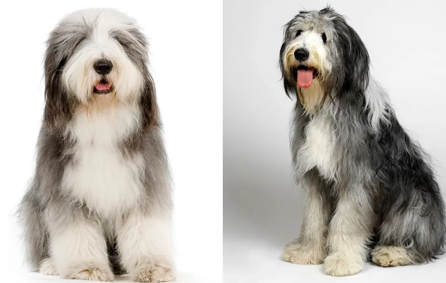 What is the difference between a Bearded Collie and an Old English sheepdog?