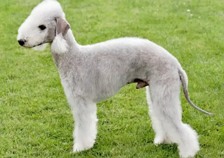 Bedlington Terrier personality Bedlington Terrier personality