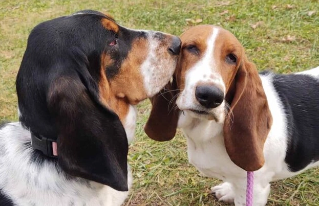 basset hound cuddling