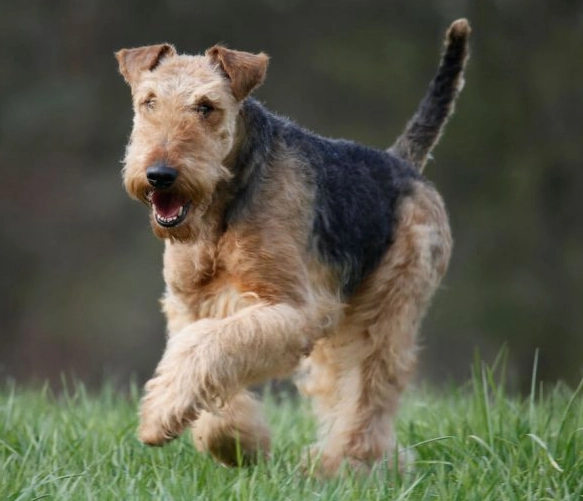 Do Bedlingtons bark a lot?