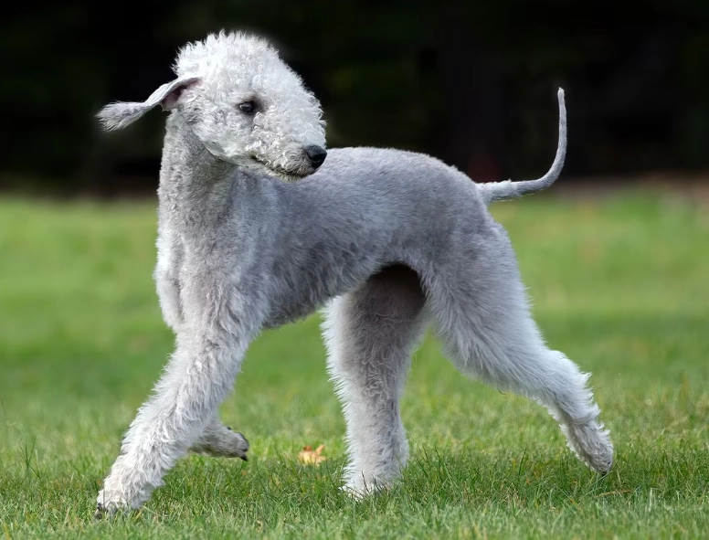 Bedlington Terrier care Bedlington Terrier care